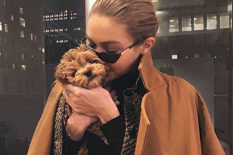 How To Luxe Your Dog’s Life