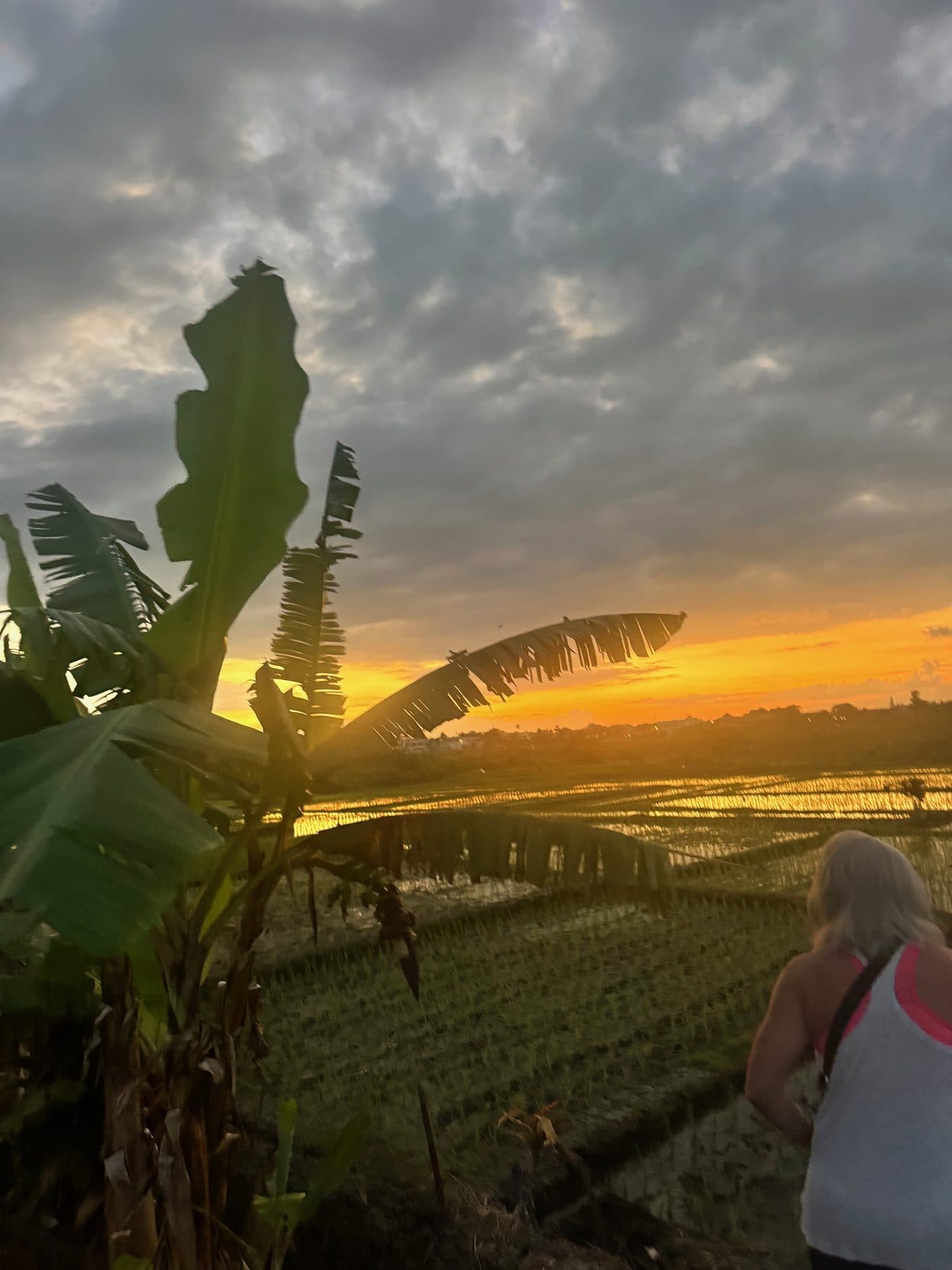 Dawn over the Canggu rice paddies, banana palms in silhouette against an orange sky