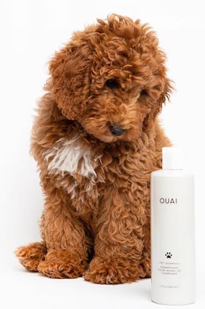 Howtoluxeyourdog%e2%80%99slife