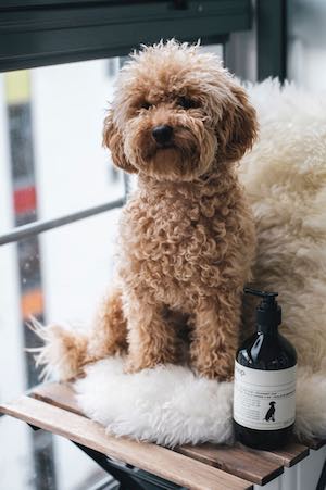 Howtoluxeyourdog%e2%80%99slife