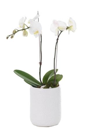 Phalaenopsis Orchid Plant
