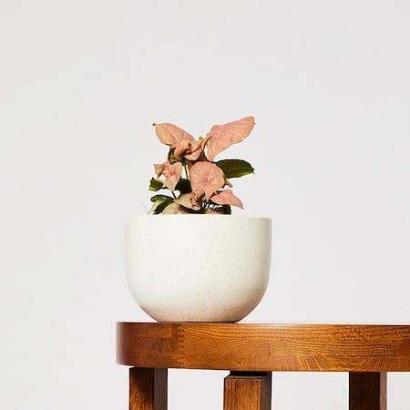 The Good Plant Co. Syngonium Neon