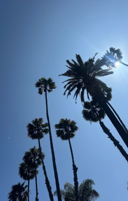 Looking up at tall palm trees silhouetted against a bright blue Los Angeles sky with sunlight flaring through the fronds