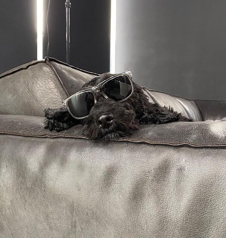 Speaking Of Good Hair, Meet Ronnie, The Sebastian’S Spoodle