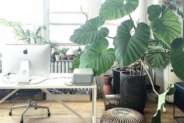 Instagram @Interiorlandscapes