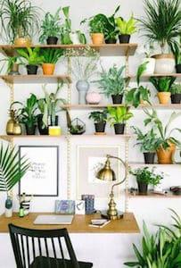 Plants