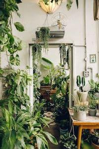 Plants