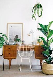 Plants