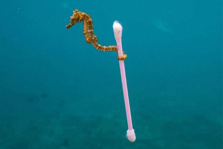 Seahorse snip